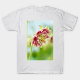 Aquilegia vulgaris var. stellata  &#39;Nora Barlow&#39; (Barlow Series)  Columbine T-Shirt